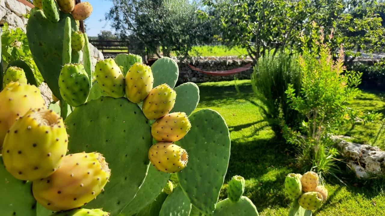 Red Rose B&B Martina Franca Eksteriør billede