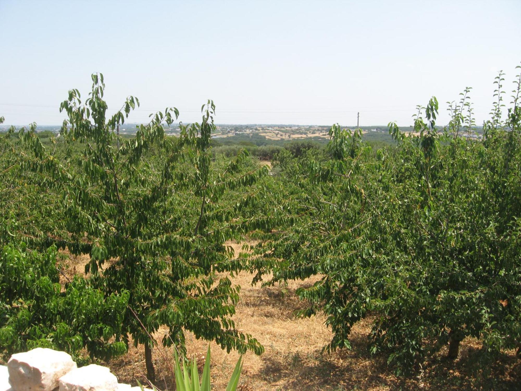 Red Rose B&B Martina Franca Eksteriør billede